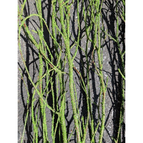 47in Green Coated Reeds Bundle x10 Branches - Picture 5 of 8